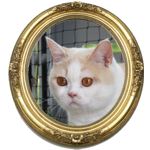 Abteikatzen´s Rosita