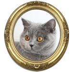 Abteikatzen´s Virgi