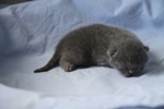 Kitten1