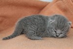 Kitten1