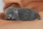 Kitten2