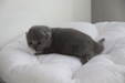 Kitten2