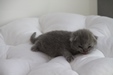Kitten3