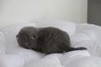Kitten4