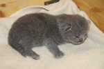 Kitten1