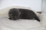 Kitten1