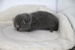 Kitten2