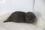 Kitten3