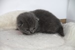 Kitten4