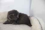 Kitten5