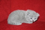 Kitten1