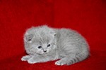 Kitten2