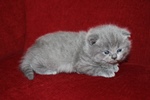 Kitten3