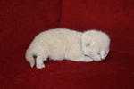Kitten1