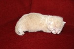 Kitten3