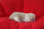 Kitten1
