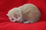 Kitten4