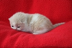 Kitten5