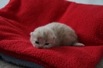 Kitten6