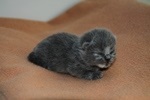 Kitten1