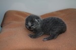 Kitten2