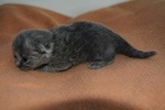 Kitten3