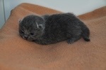 Kitten4