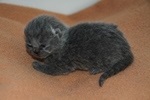 Kitten5