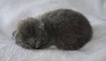 Kitten1