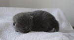 Kitten2