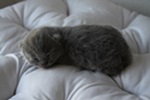 Kitten3