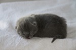Kitten4