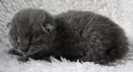 Kitten1