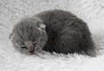 Kitten2
