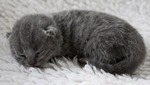 Kitten3