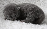 Kitten4